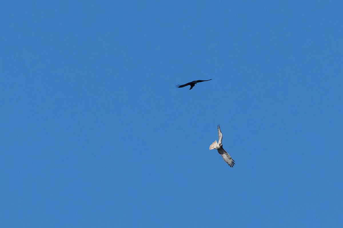 Red-tailed Hawk - ML610238476