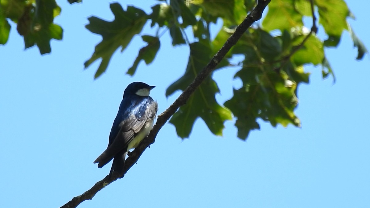 Golondrina Bicolor - ML61023851