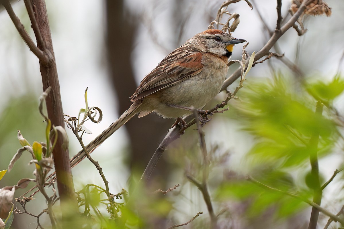 Chotoy Spinetail - ML610238720