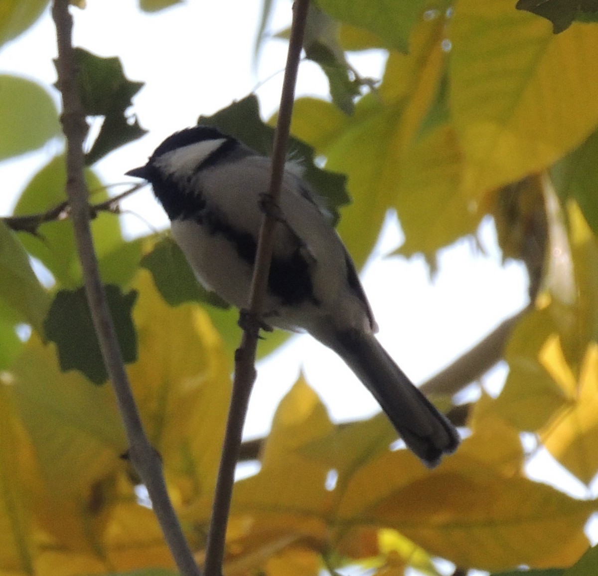 Great Tit (Turkestan) - ML610238724