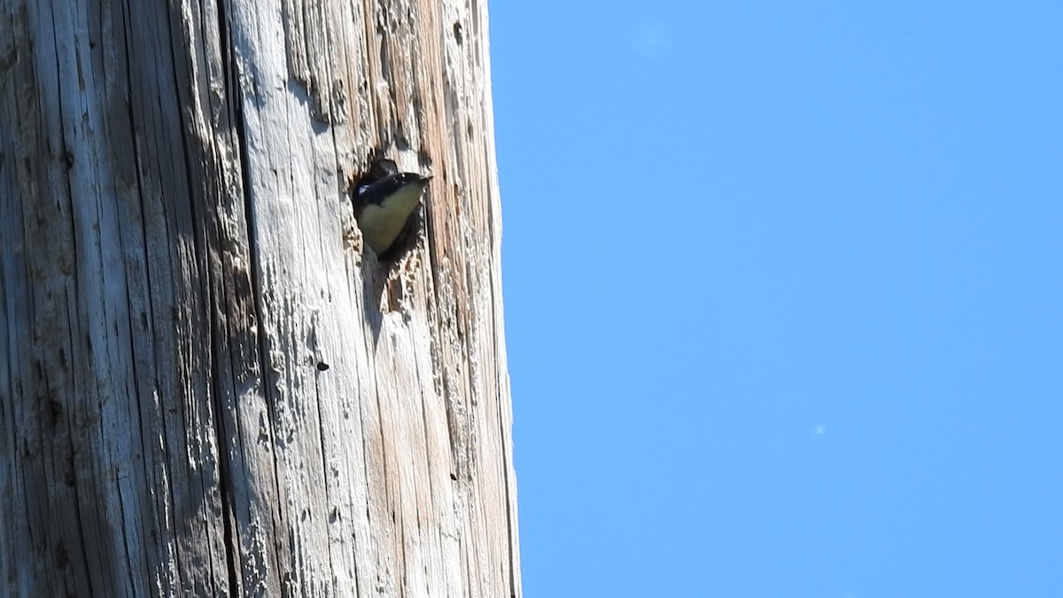 Golondrina Bicolor - ML61023881