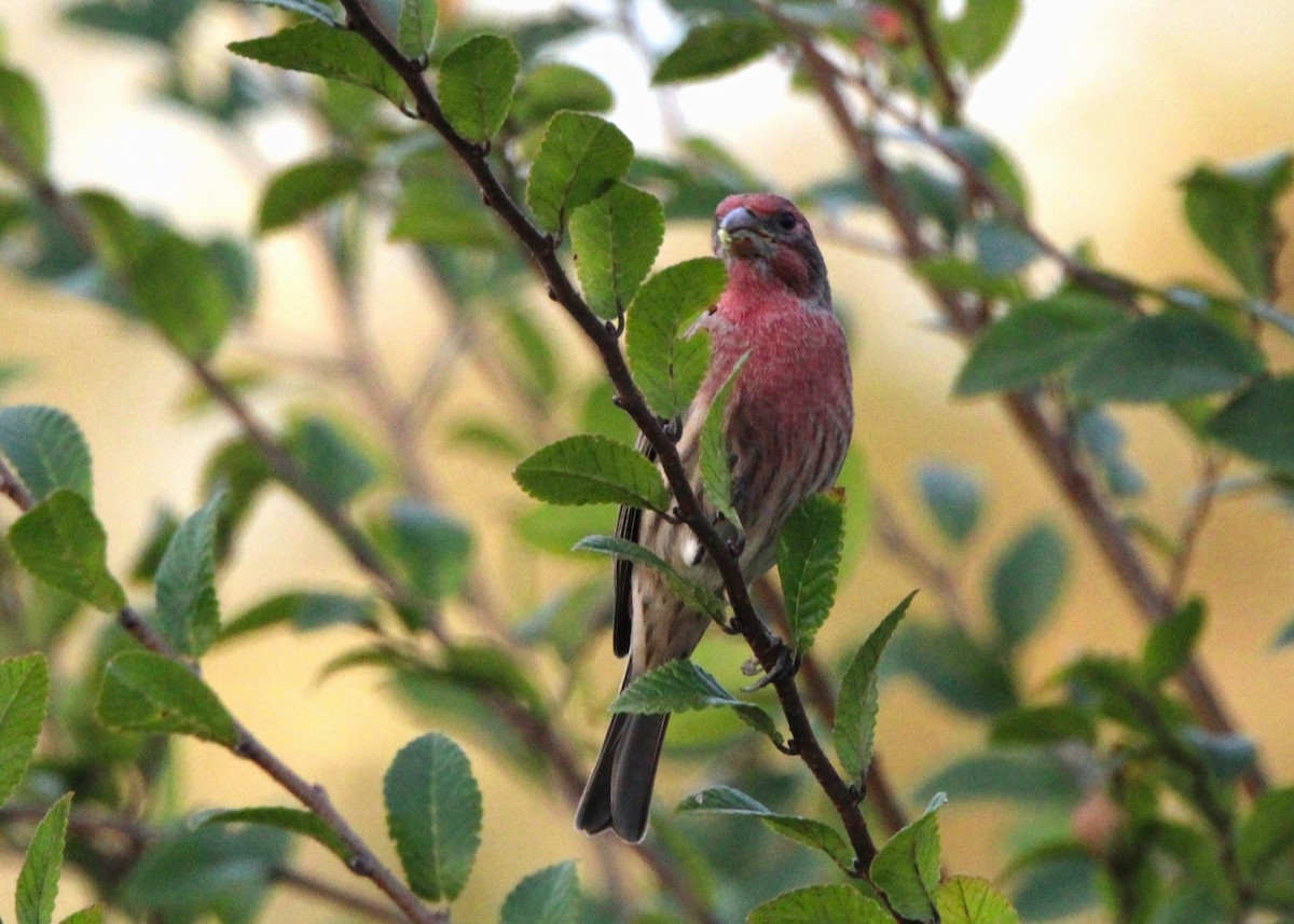 House Finch - ML610238811