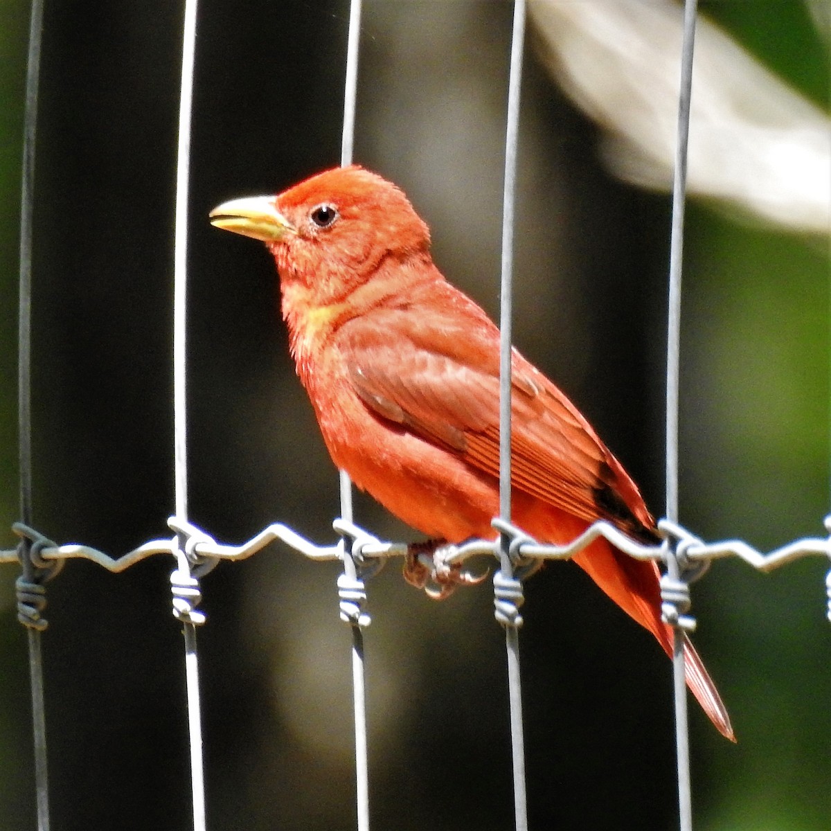 Summer Tanager - ML61023891