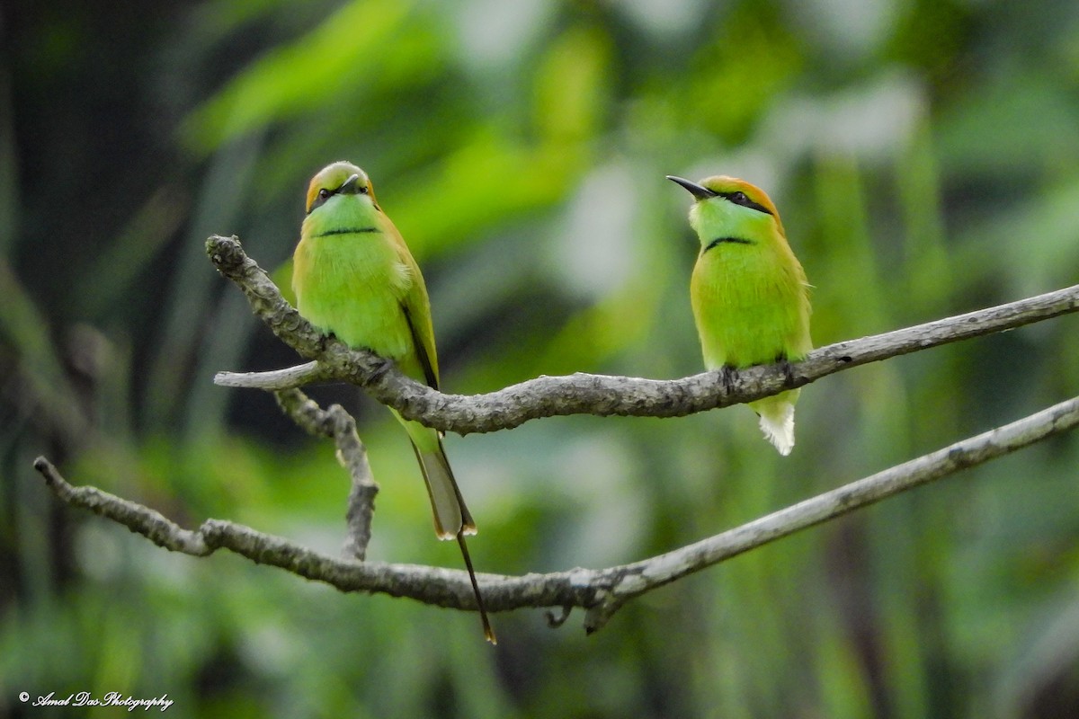Asian Green Bee-eater - ML610239203