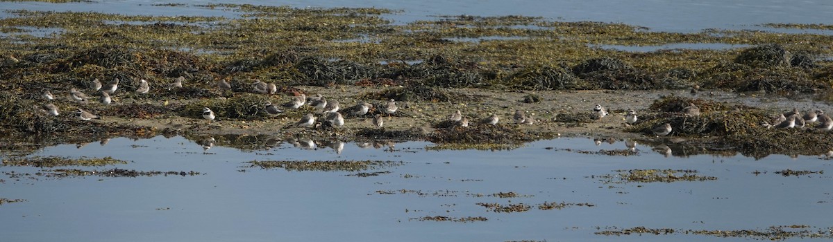 Common Ringed Plover - ML610239368