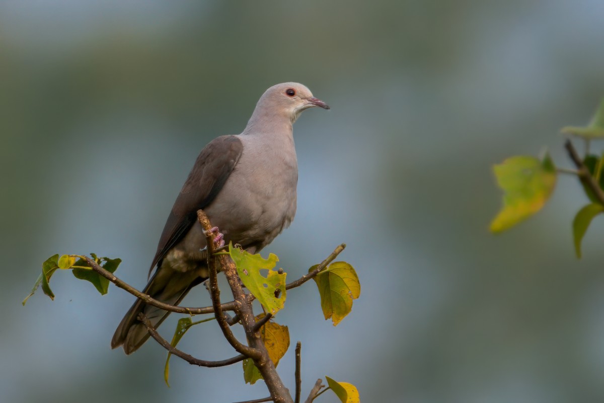 Malabar Imperial-Pigeon - Balaji P B