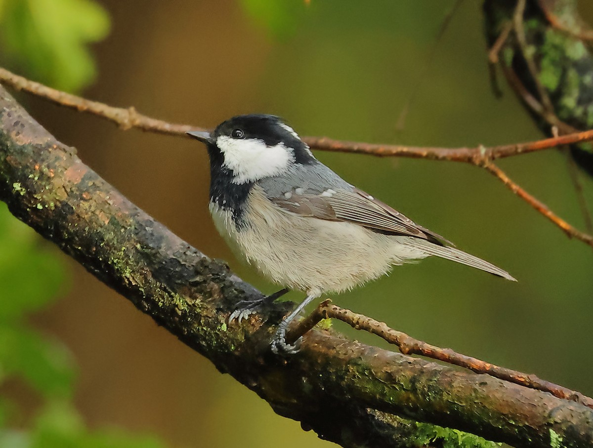 Coal Tit - ML610239419