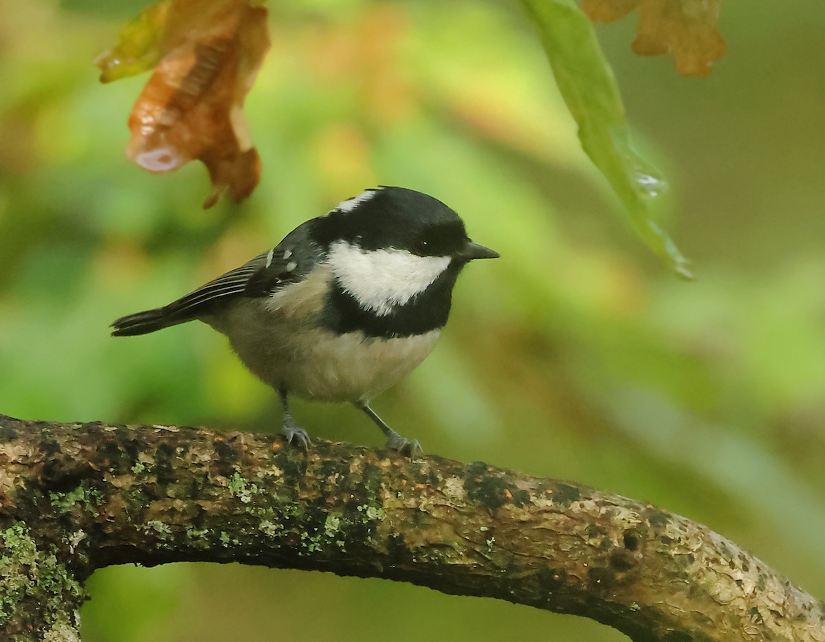 Coal Tit - ML610239420