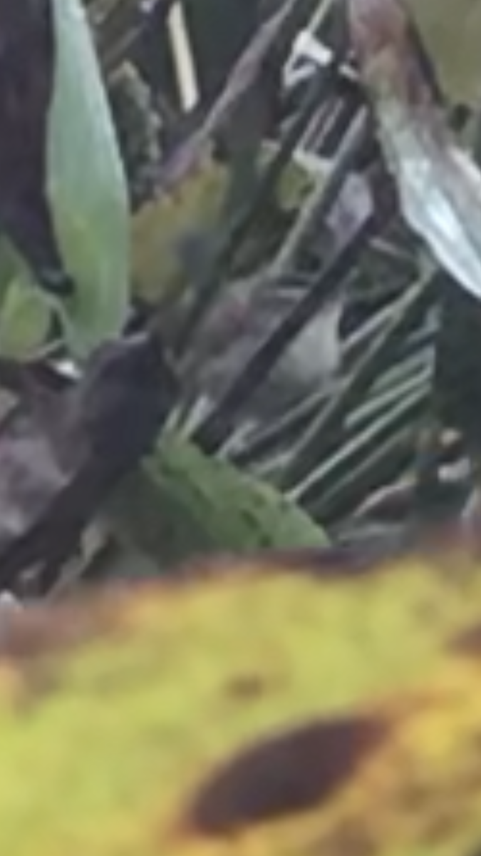 Marsh Wren - ML610239425