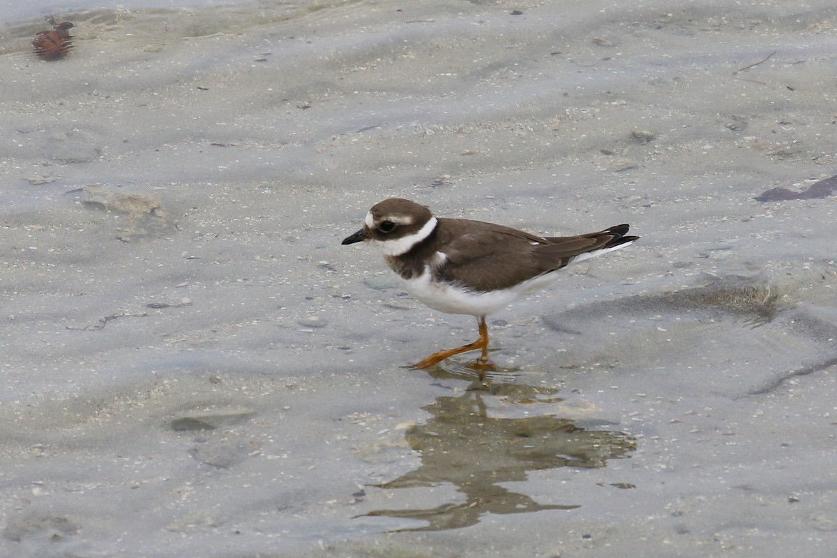 Common Ringed Plover - ML610239429