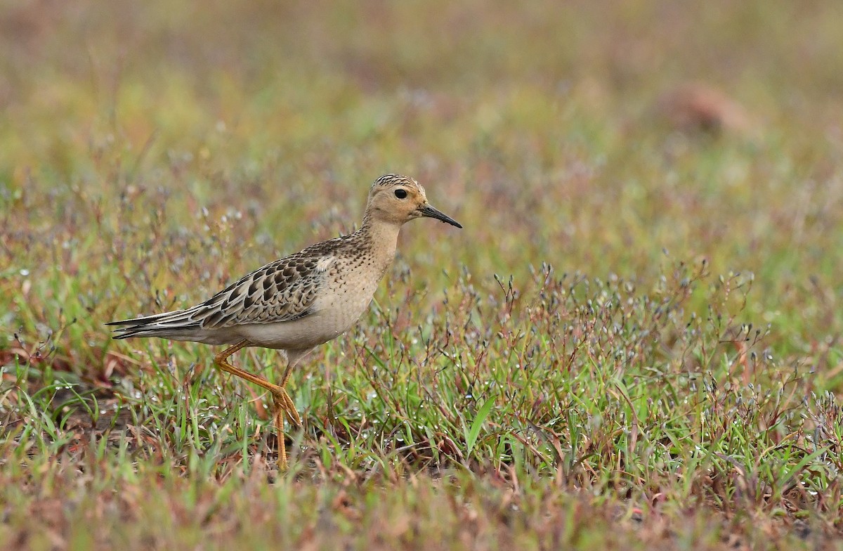 Buff-breasted Sandpiper - ML610239434