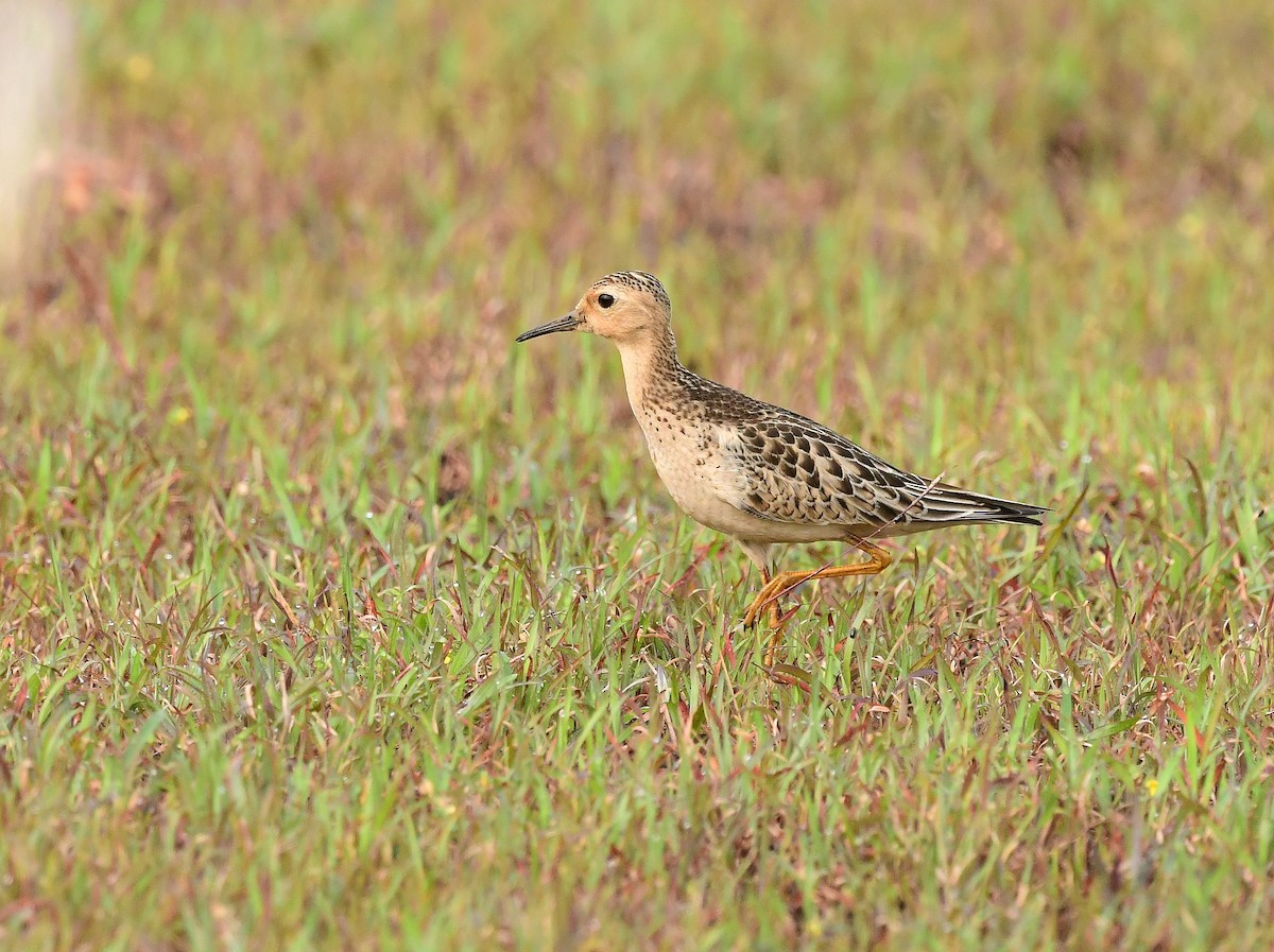 Buff-breasted Sandpiper - ML610239439