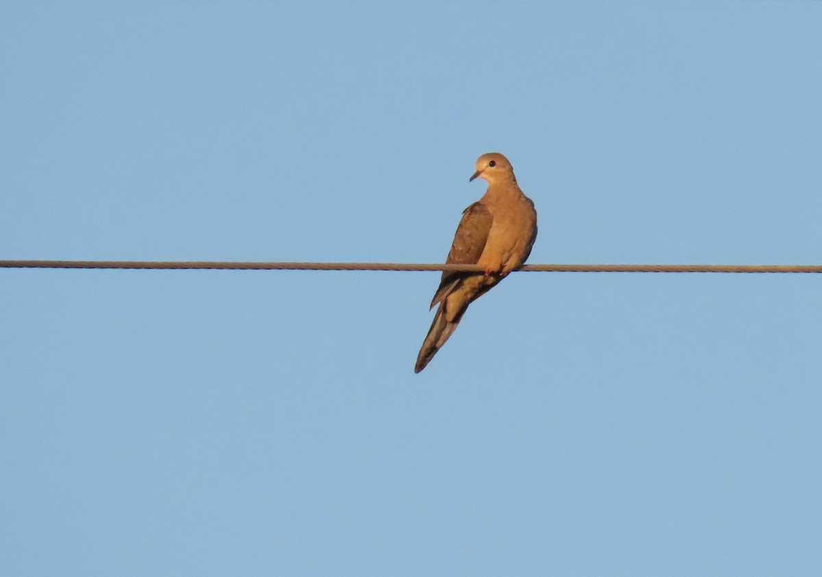 Mourning Dove - ML610239537