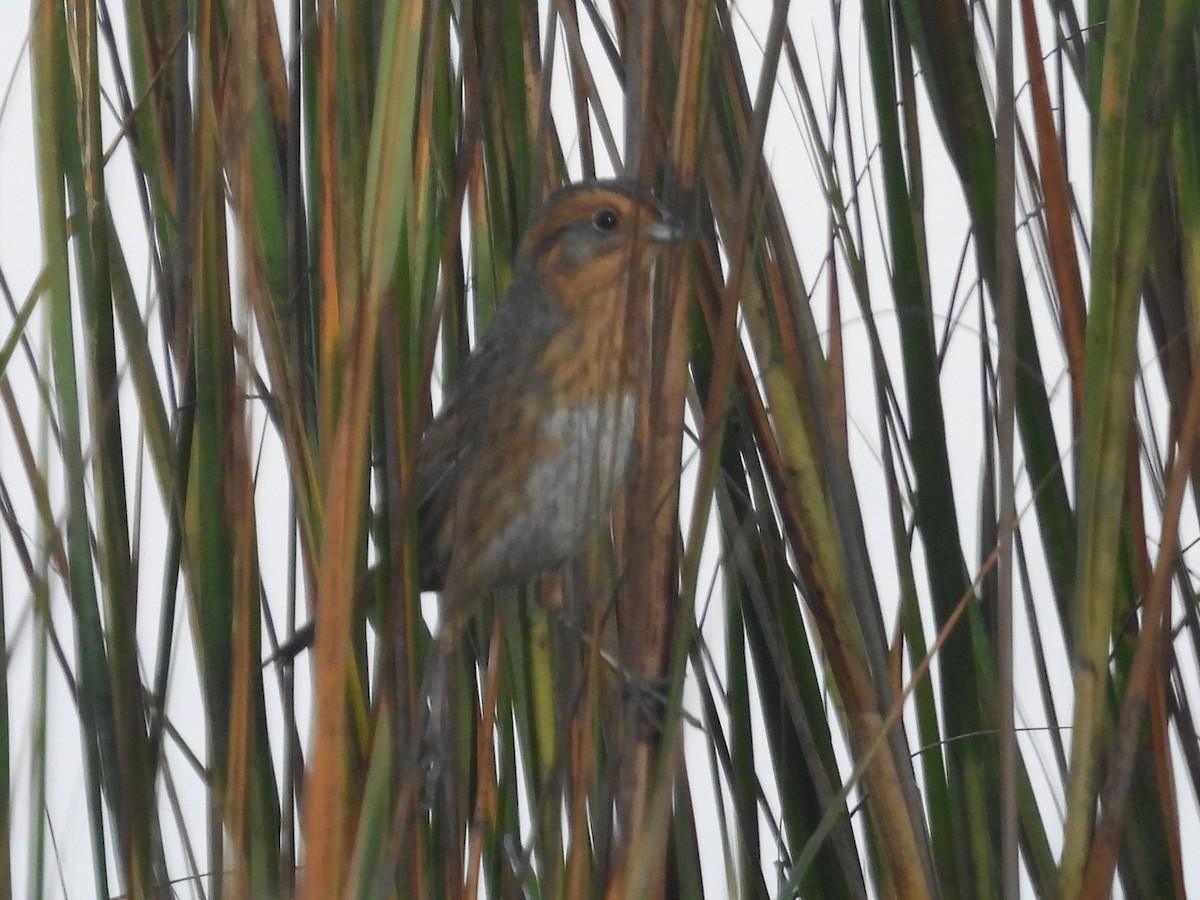 Nelson's Sparrow - ML610239703