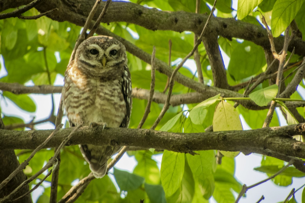 Spotted Owlet - ML610239759