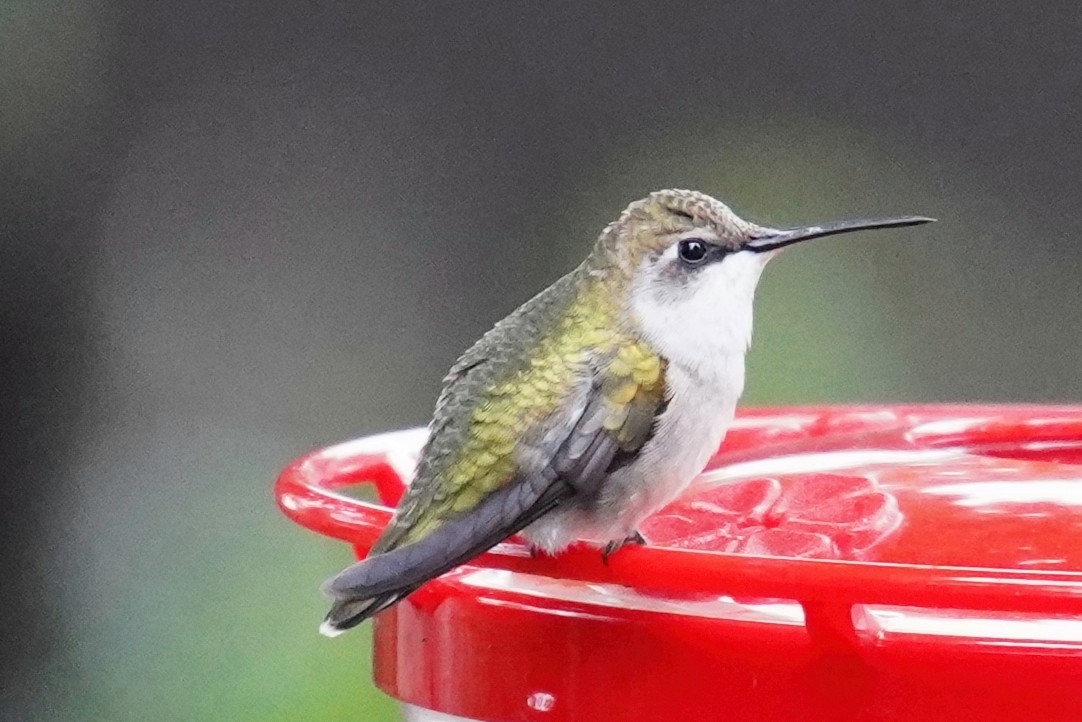 Colibri à gorge rubis - ML610239898