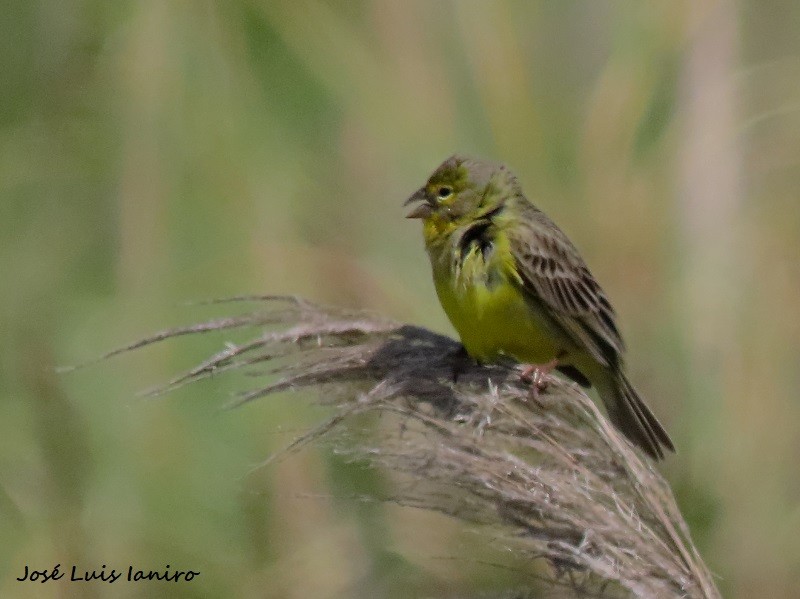 Grassland Yellow-Finch - ML610239964