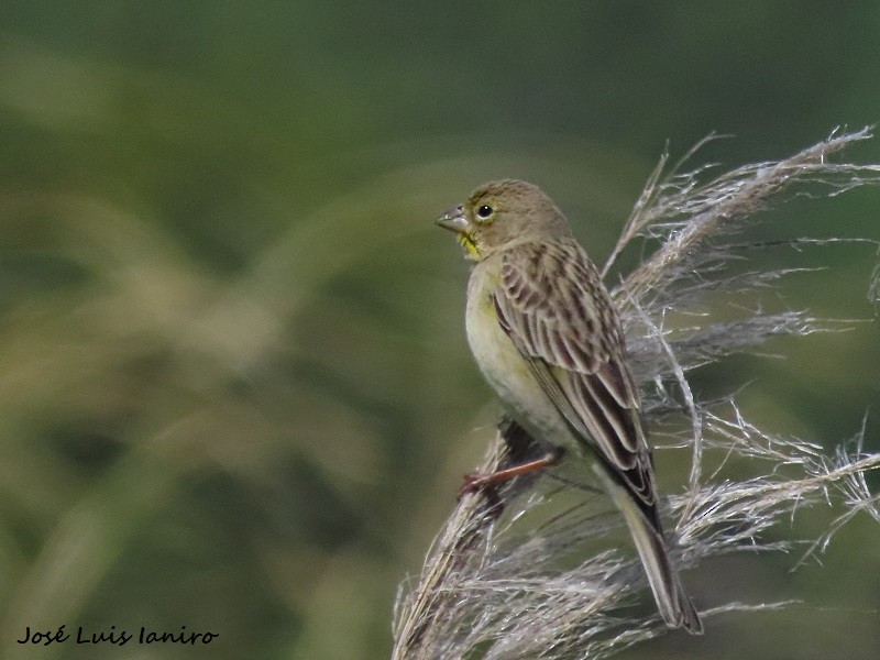 Grassland Yellow-Finch - José Luis Ianiro