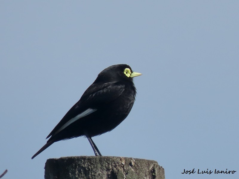 Spectacled Tyrant - ML610239993
