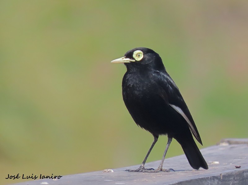 Spectacled Tyrant - ML610239994