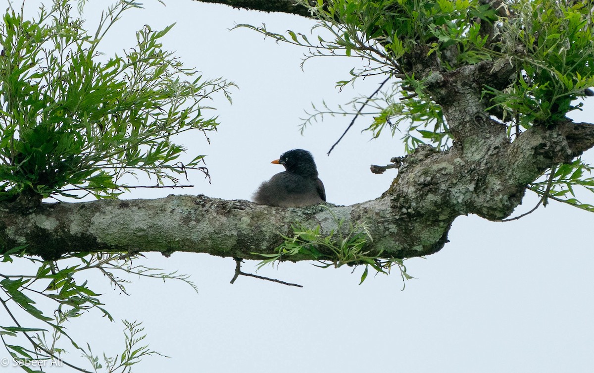 Jungle Myna - sabeer ali