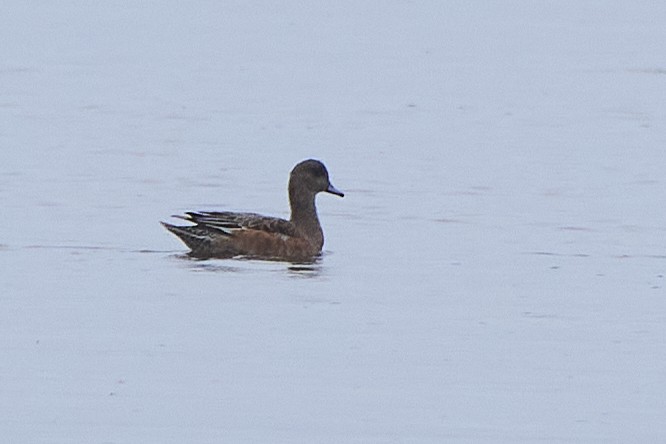 American Wigeon - ML610240372