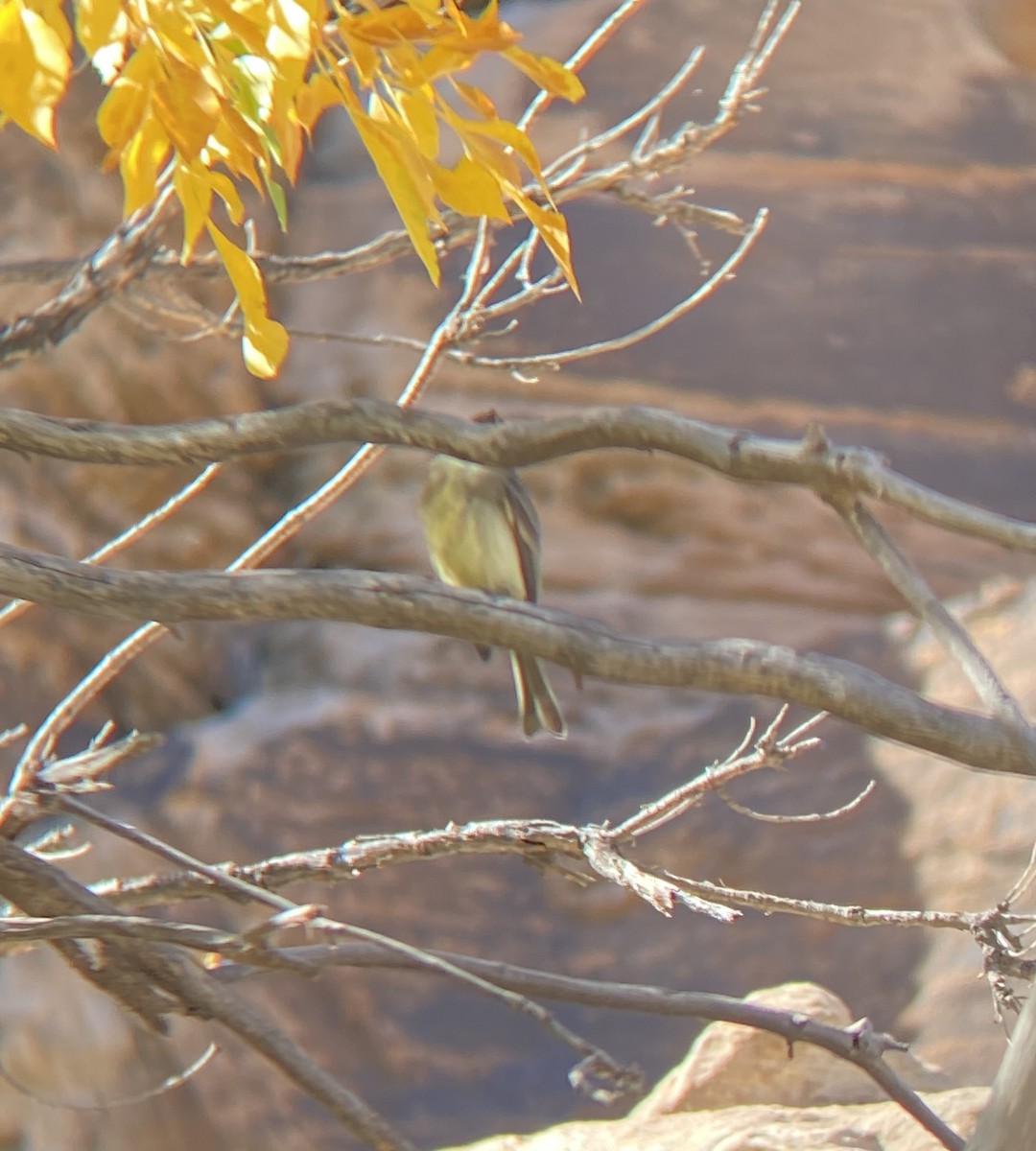 Eastern Phoebe - ML610240382