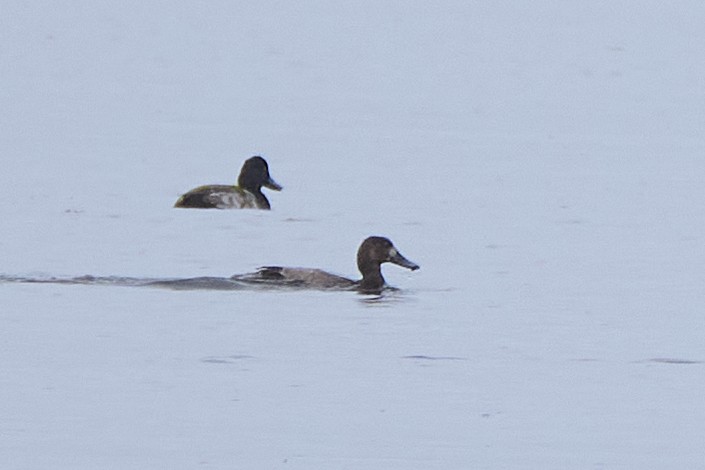 Greater Scaup - ML610240407