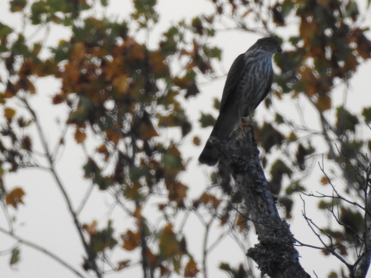 Sharp-shinned Hawk - ML610240489