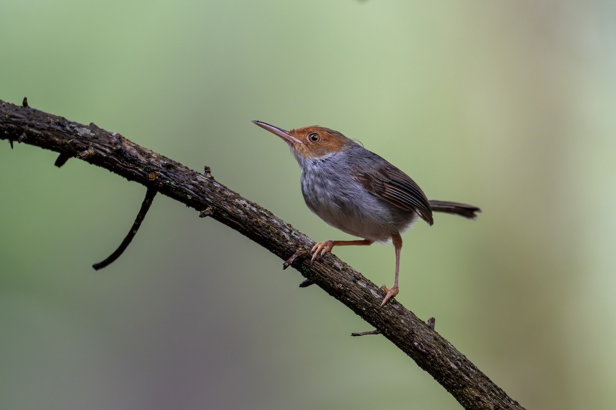 Ashy Tailorbird - Yifei Zheng