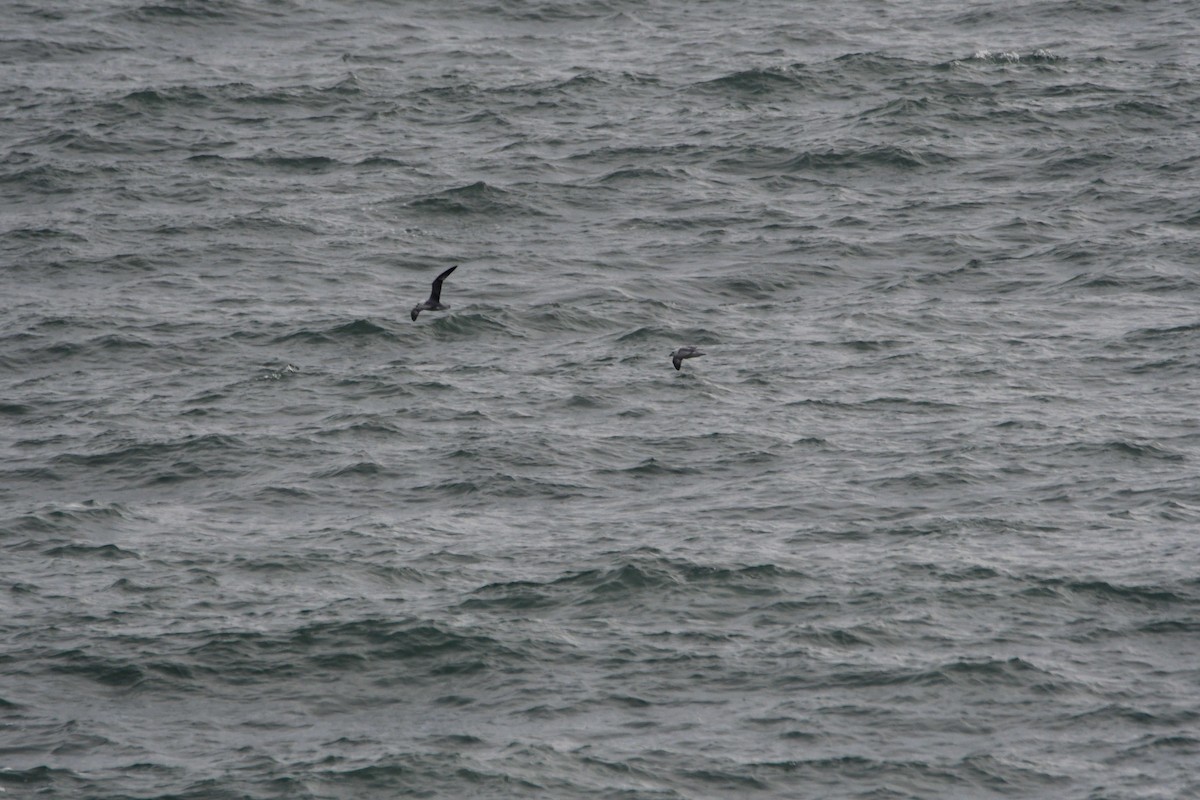 Fulmar boréal - ML610240687