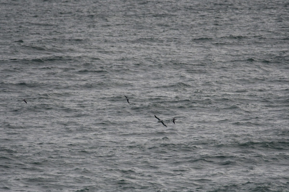 Northern Fulmar - ML610240689