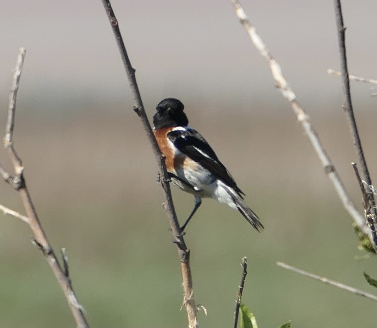 African Stonechat - Nancy Houlihan