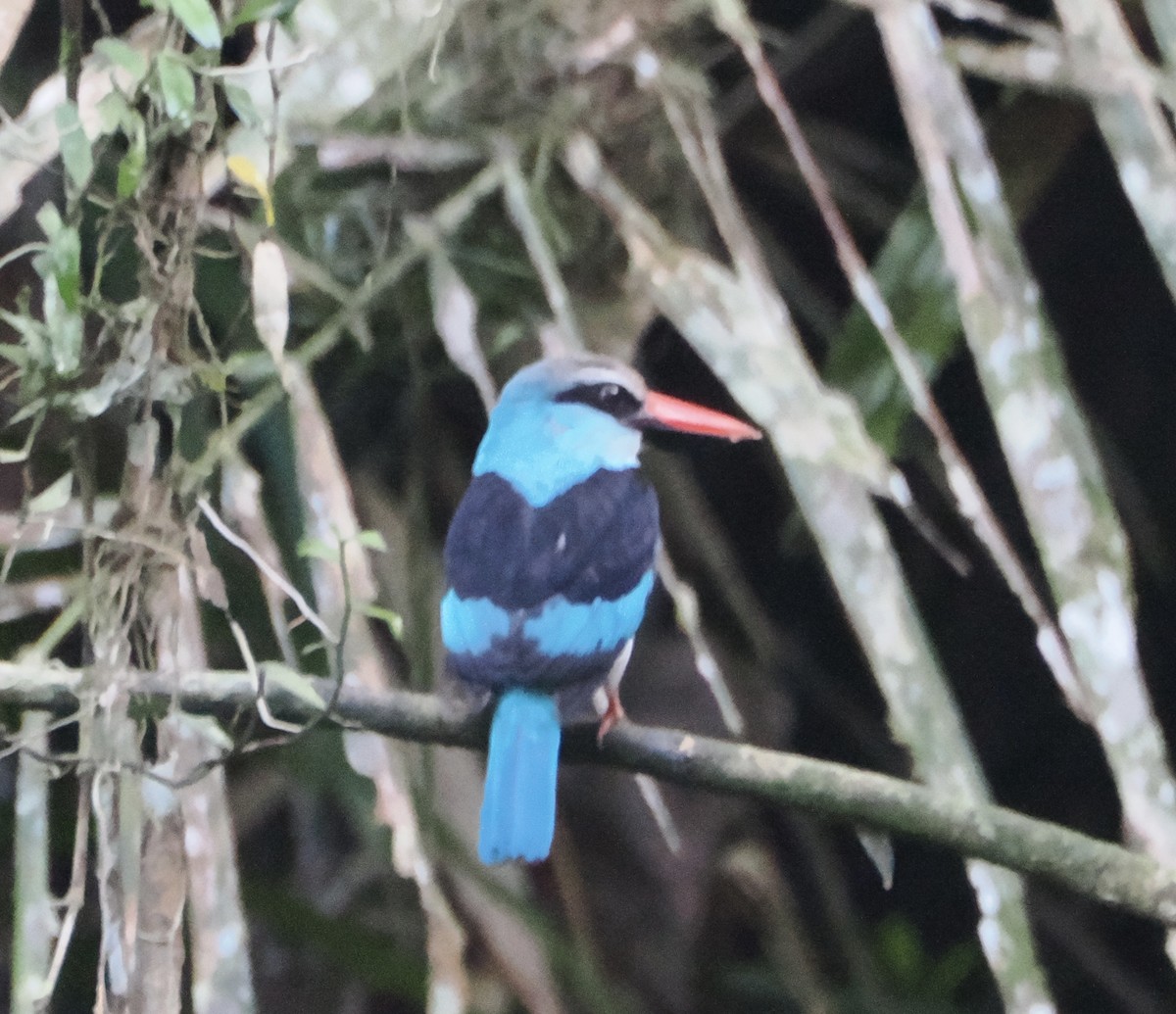 Blue-breasted Kingfisher - ML610240801