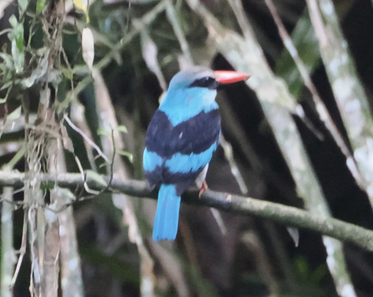 Blue-breasted Kingfisher - ML610240802