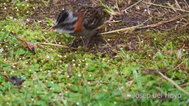 Rufous-collared Sparrow (Rufous-collared) - ML610240850