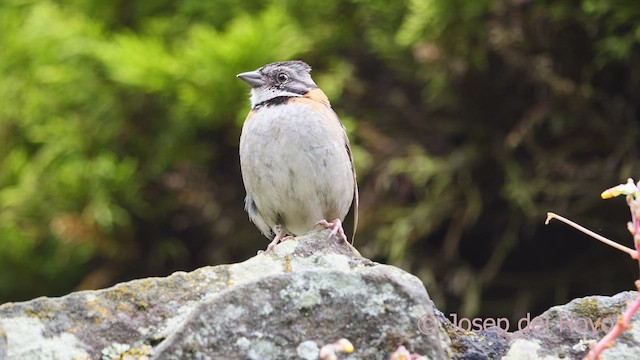 Rufous-collared Sparrow (Rufous-collared) - ML610240855