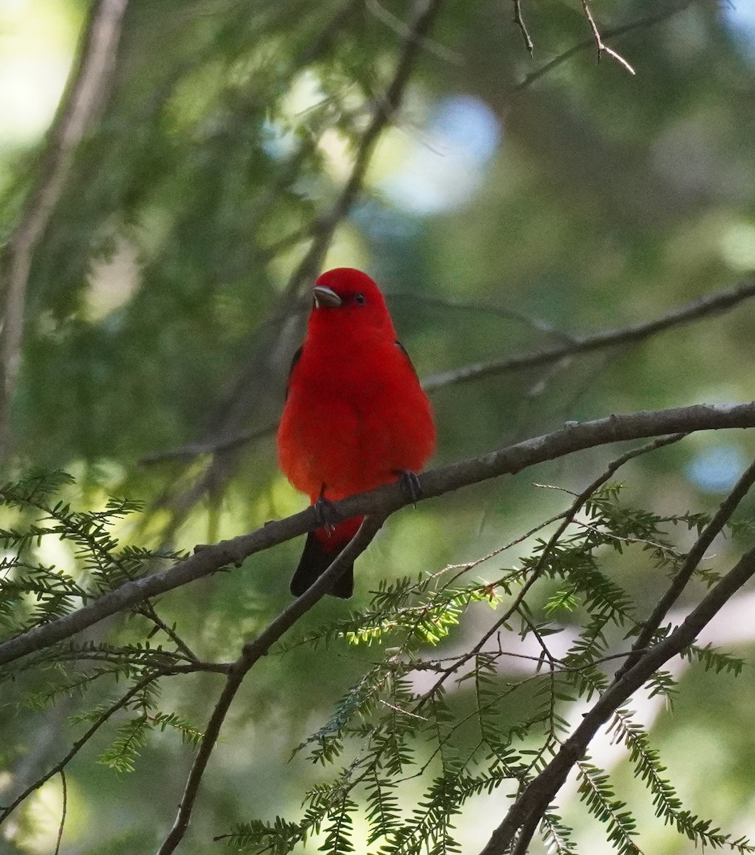 Scarlet Tanager - Sarah Foote