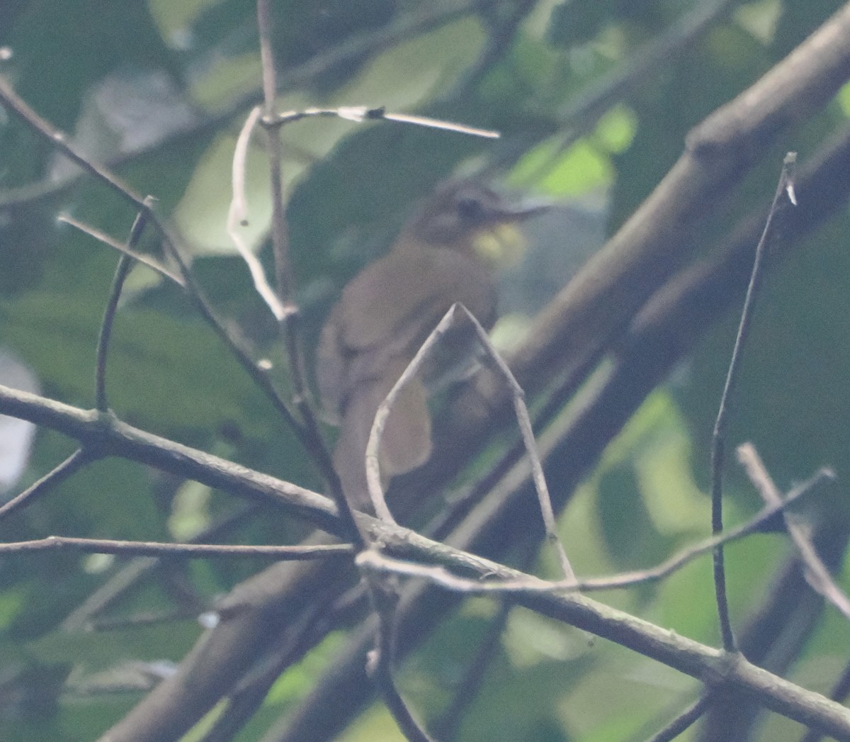 Western Bearded-Greenbul - ML610240988