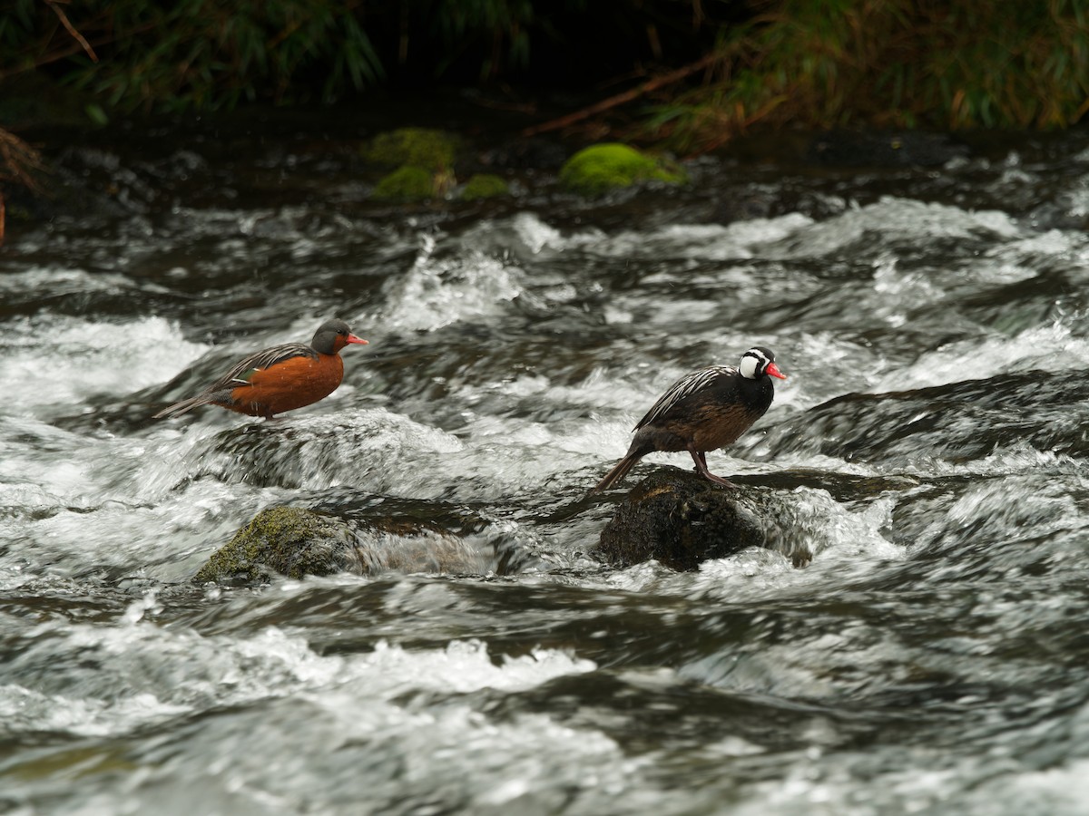 Torrent Duck - ML610241017