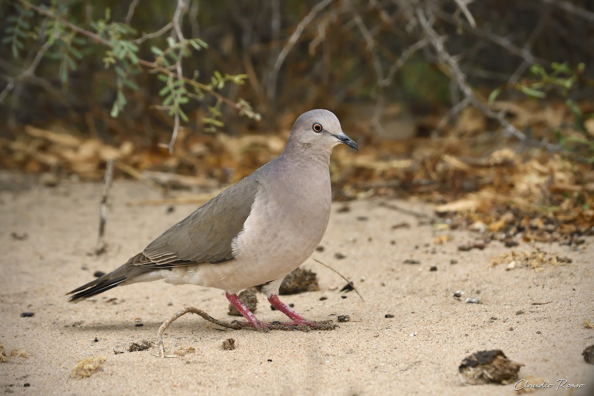 White-tipped Dove - Claudio Rosso