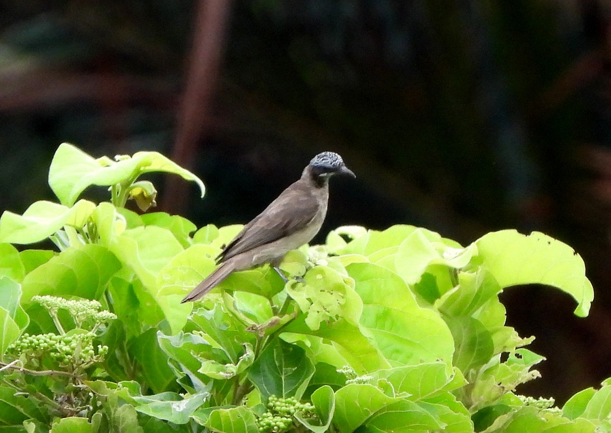 Streak-headed Honeyeater - ML610241136