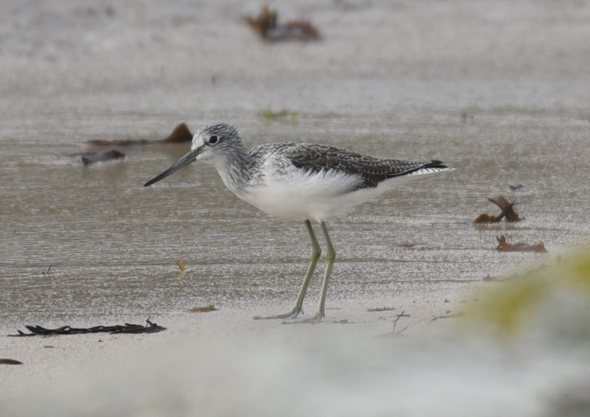 Common Greenshank - NM Gatward