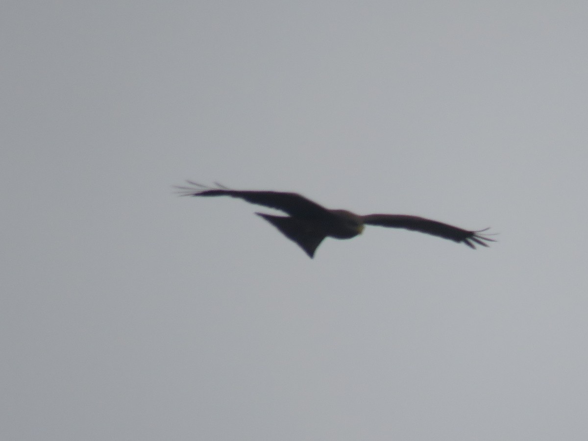 Black Kite (Yellow-billed) - ML610241216