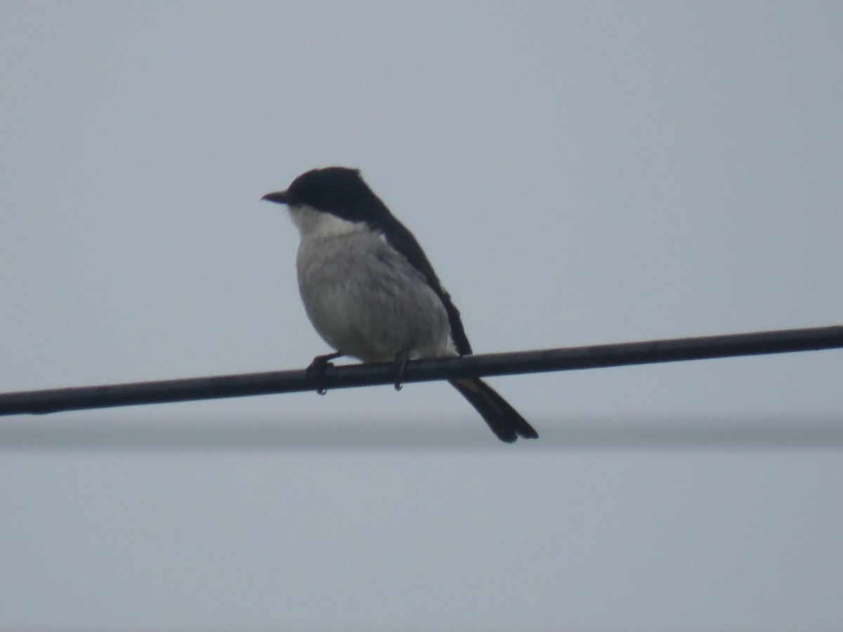 Fiscal Flycatcher - ML610241250