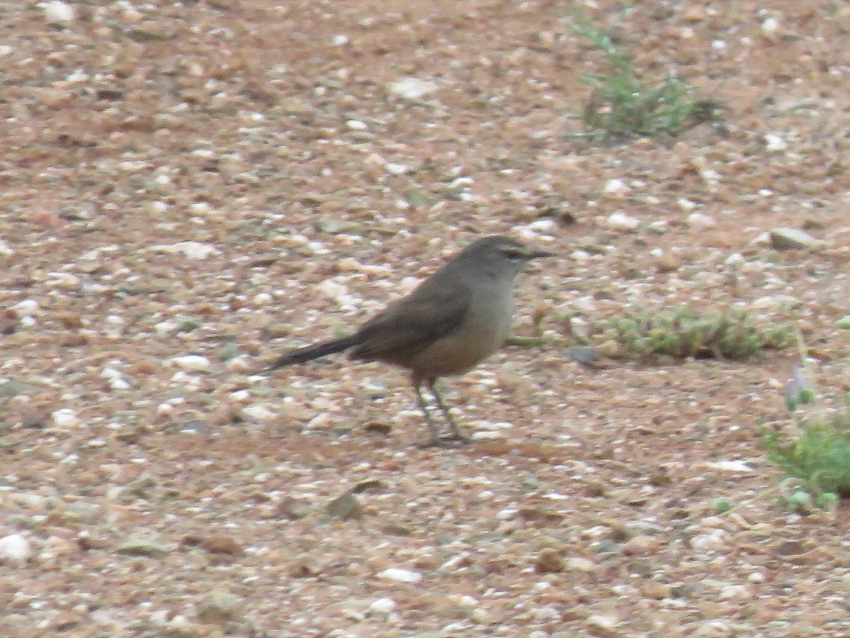 Karoo Scrub-Robin - ML610241271