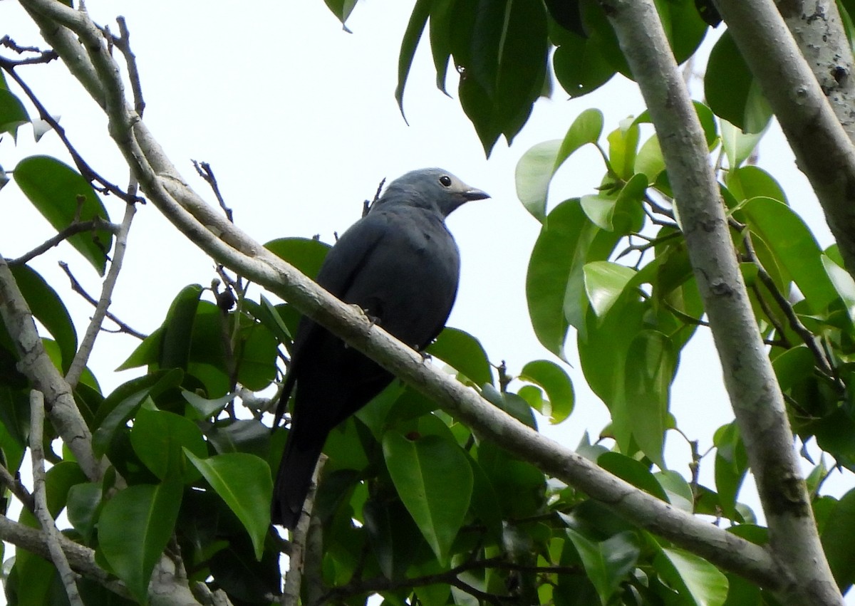 Boyer's Cuckooshrike - ML610241278