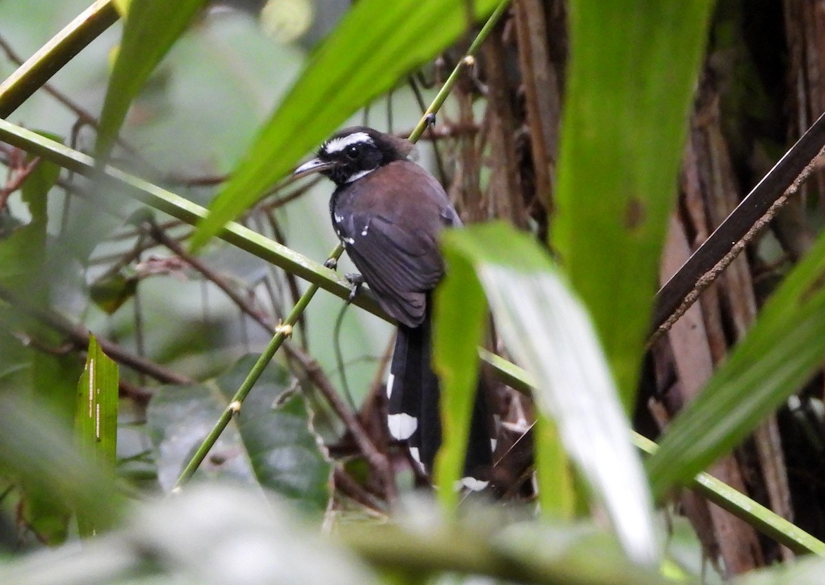 White-bellied Thicket-Fantail - ML610241290