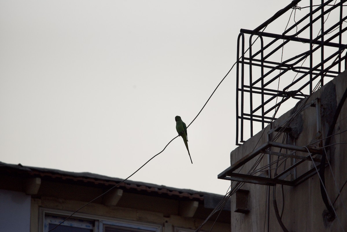 Rose-ringed Parakeet - ML610241387