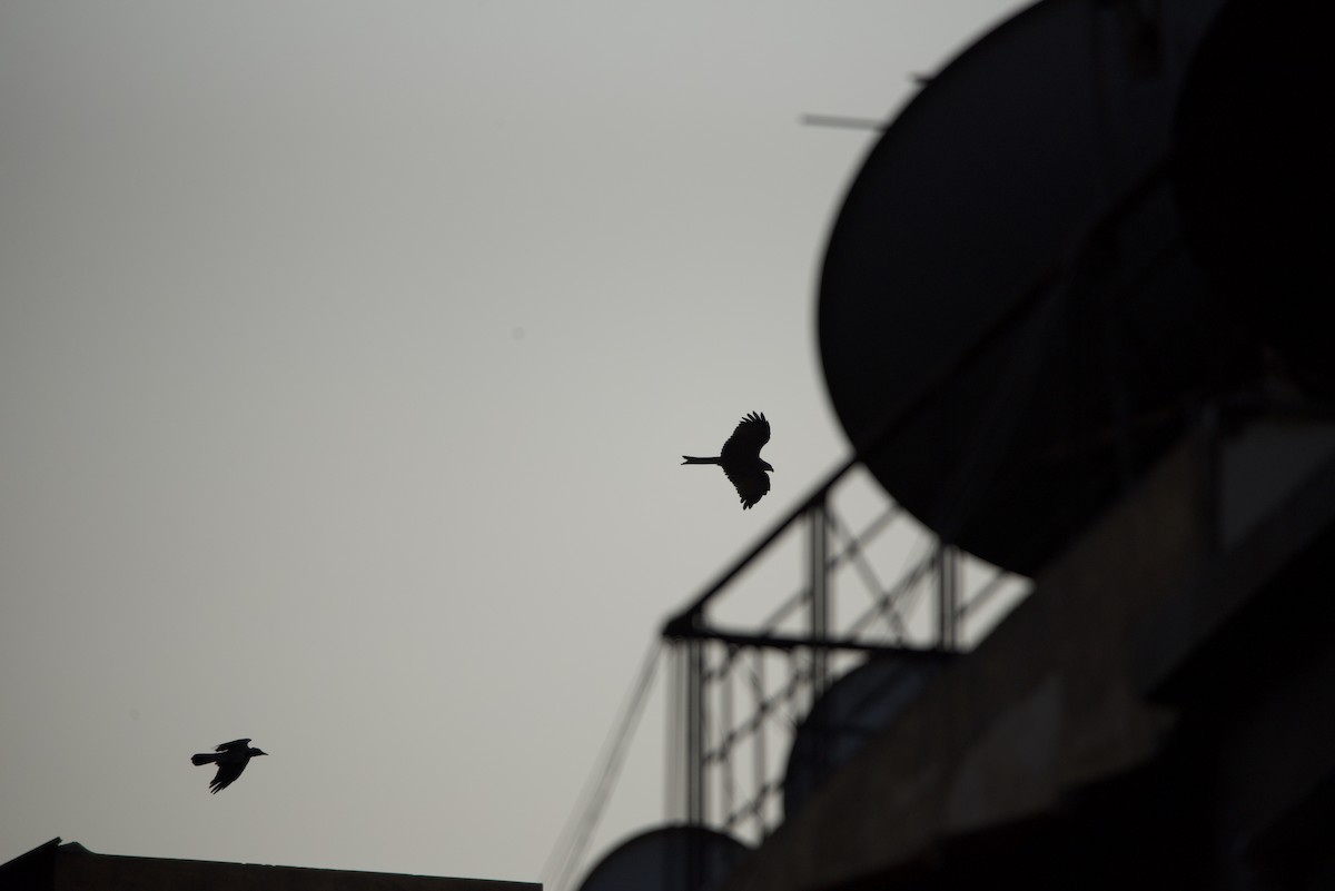 Black Kite (Yellow-billed) - ML610241389